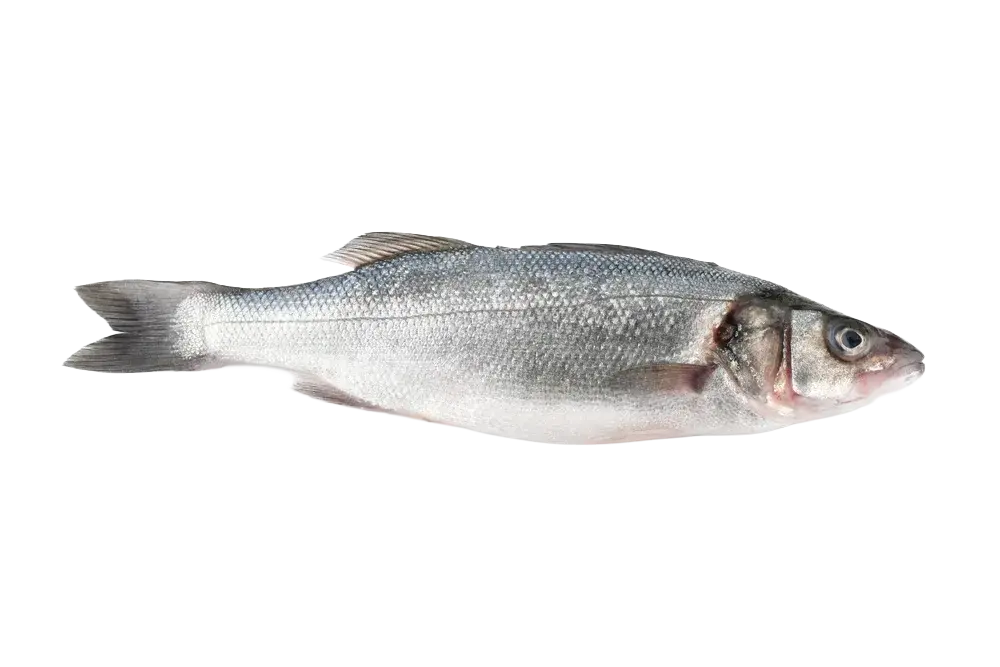 Branzino