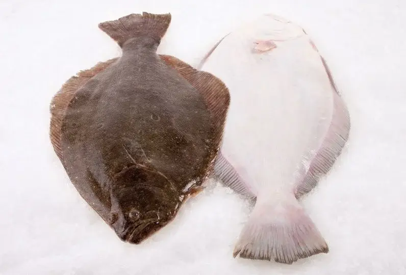 Fluke