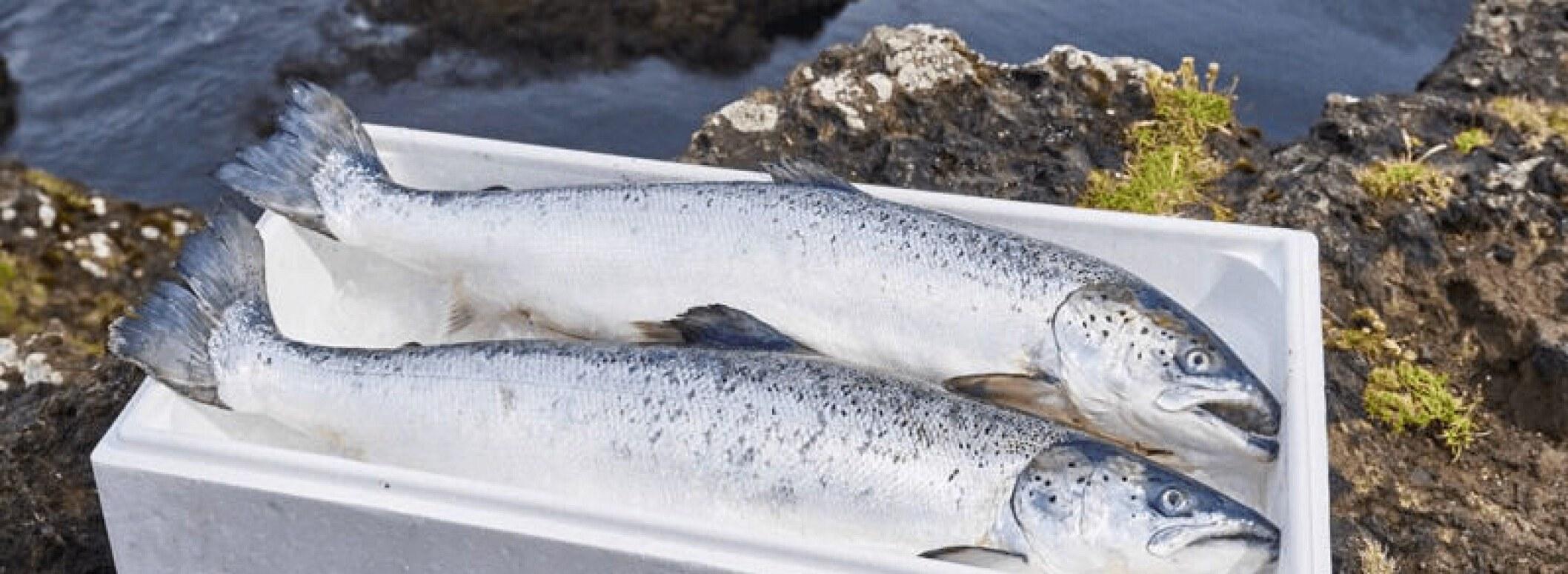Two whole salmon in an insulated box on coastal rocks by the sea