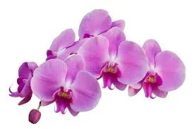 Orchid