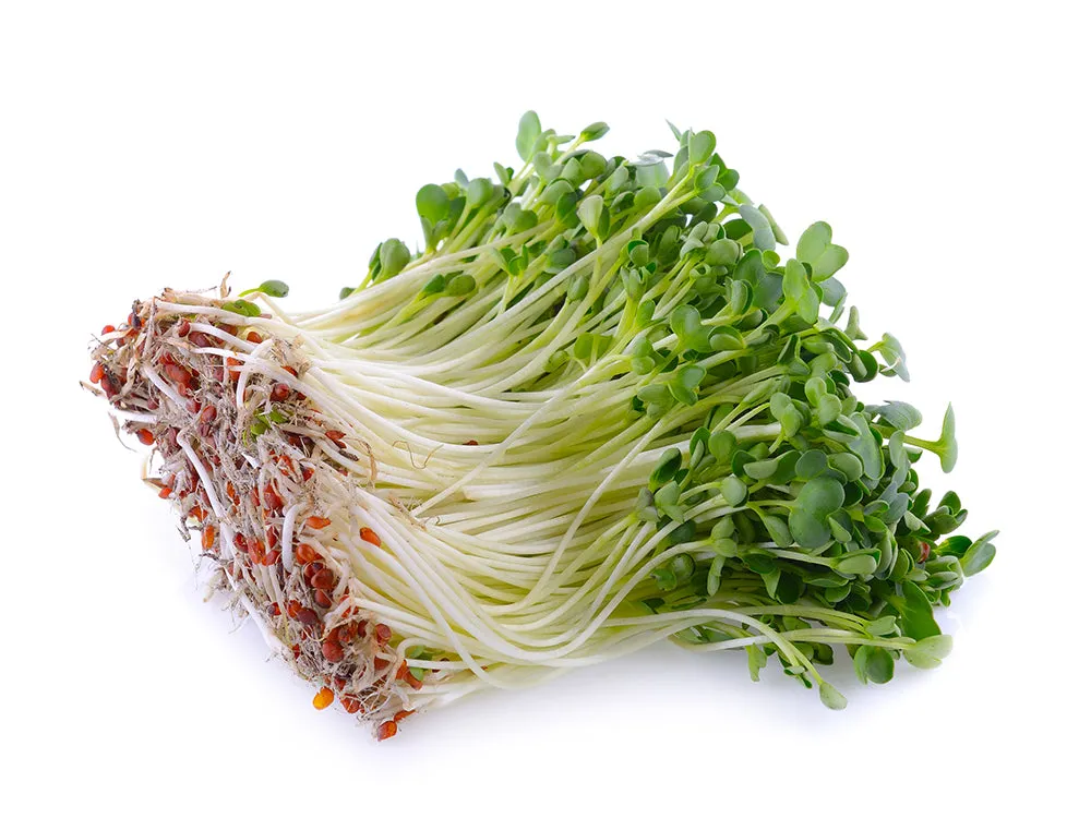 Daikon Radish Sprouts (Kaiware)